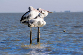 Pelican Perch Retreat, Meningie